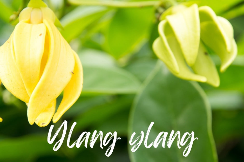 Ylang ylang : un booster pour le moral