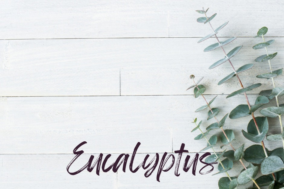 Eucalyptus : décongestionnant par excellence !